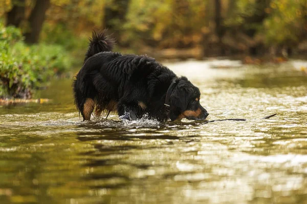 Hund Hovawart Gold Und Schwarz Steht Wasser Und Trinkt — Stockfoto