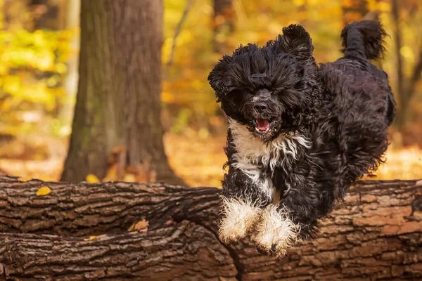 Der Portugiesische Wasserhund Springt Fröhlich Über Einen Baum — Stockfoto