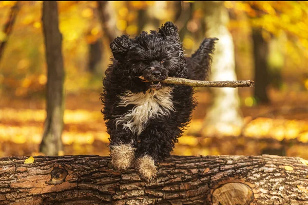 Der Portugiesische Wasserhund Springt Mit Einem Stock Mund Über Einen — Stockfoto