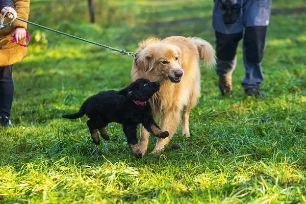 Κουτάβι Μαύρο Και Χρυσό Hovie Σκυλί Hovawart Ενοχλεί Μεγάλο Σκυλί — Φωτογραφία Αρχείου