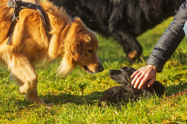 Szczeniak Czarny Złoty Hovie Pies Hovawart Dorosły Pies Wącha — Zdjęcie stockowe