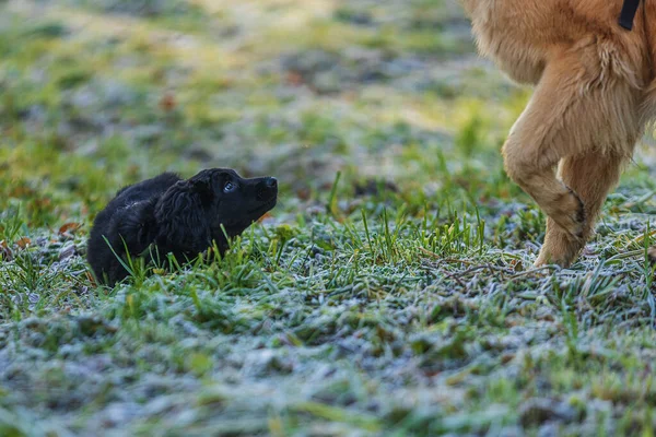 Welpe Schwarz Gold Hovie Hund Hovawart Hockt Gras Vor Einem — Stockfoto