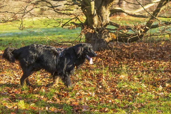 Siyah ve altın. Hovie köpeği Hovawart koştuktan sonra yoruldu.