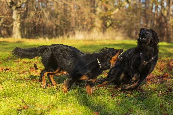 Schwarz Goldener Hovie Hund Hovawart Das Weibchen Wehrt Sich Gegen — Stockfoto