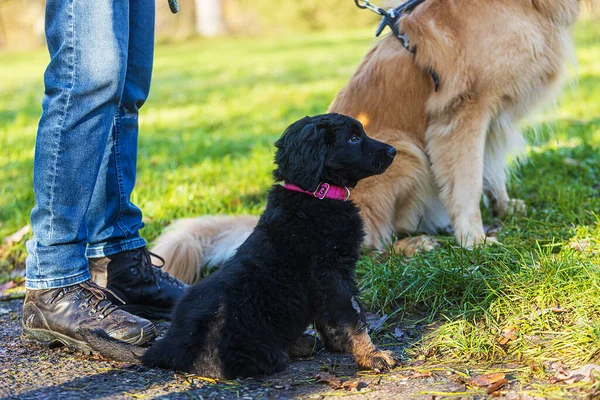 Κουτάβι Μαύρο Και Χρυσό Hovie Σκυλί Hovawart Ταιριάζει Σωστά — Φωτογραφία Αρχείου