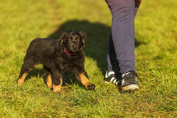 stock image puppy black and gold Hovie dog hovawart goes beside her feet