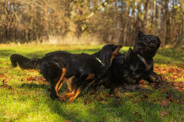 stock image black and gold Hovie dog hovawart running and chasing each other around