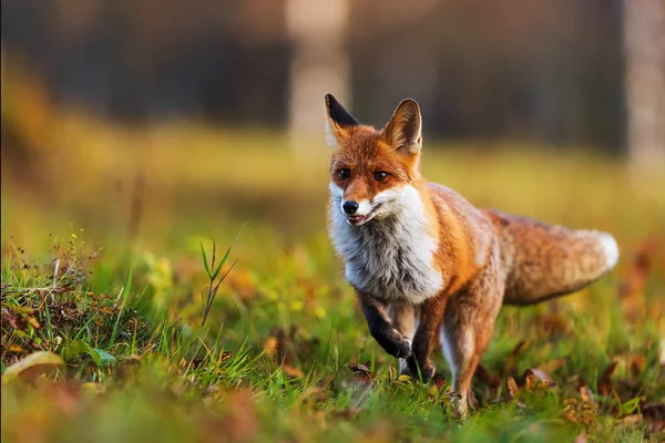 stock image red fox (Vulpes vulpes) running in detail