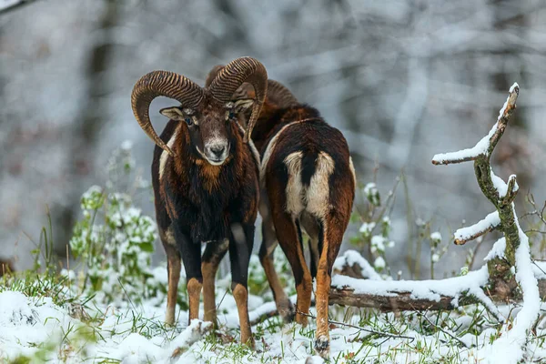 stock image European mouflon (Ovis aries musimon) came out of the snowy forest