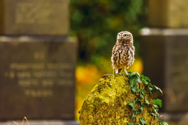 Little Owl Athene Noctua Stone Tomb — Stock Photo, Image