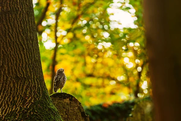 Little Owl Athene Noctua Autumn Colours Cemetery — Stock Photo, Image