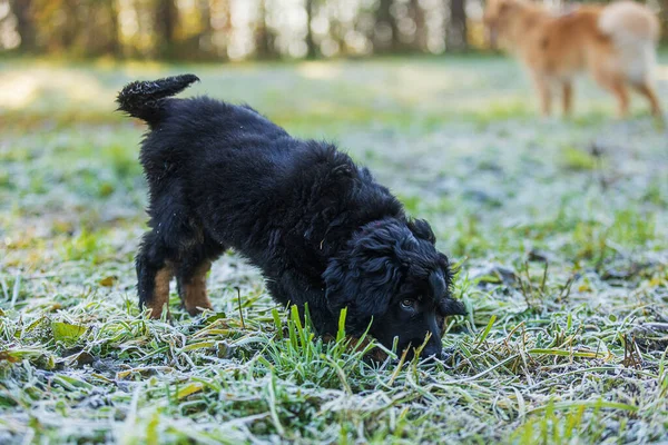 子犬黒と金Hovie犬Havawart喜んで草の上で実行されます — ストック写真