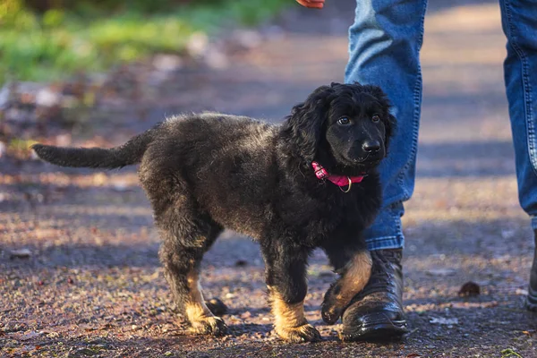 Κουτάβι Μαύρο Και Χρυσό Hovie Σκυλί Hovawart Ακουμπά Στα Πόδια — Φωτογραφία Αρχείου