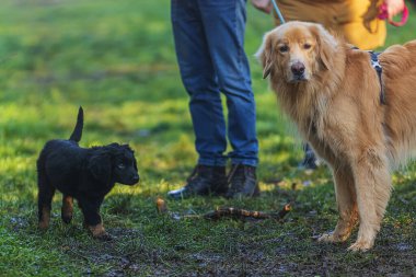 Şirin köpek yavrusu siyah ve altın rengi Hovie köpeği Hovawart dikkatle büyük köpeğe doğru yürüyor.