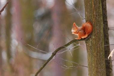 Avrasya kızıl sincabı (Sciurus vulgaris) bir ağaçta fındıkla oturuyor