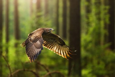 karşı ışıkta uçan dişi akbaba (Buteo buteo)