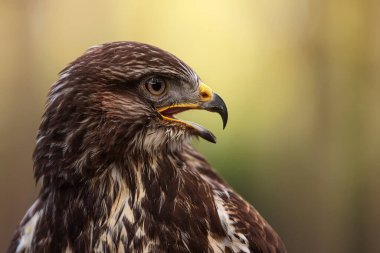Çığlıklardaki dişi akbaba (Buteo buteo) portresi