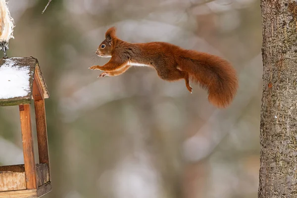 Eurasian red squirrel (Sciurus vulgaris) jumps into the bird feeder
