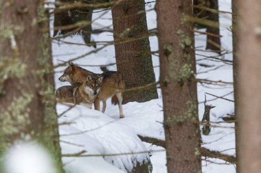 Erkek Avrasya kurdu (Canis lupus) kardaki ağaçların arasında toplanır.