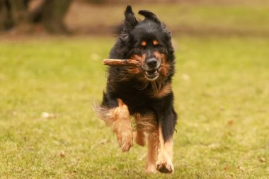 Erkek, siyah ve altın rengi Hovie köpeği Hovawart ağzında bir sopayla koşarak geliyor.