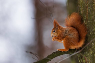 Ağaçta oturan Avrasya kırmızı sincabı (Sciurus vulgaris)