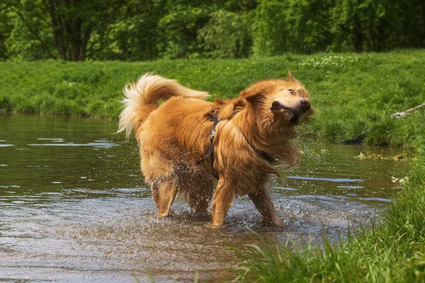 male gold Hovie dog hovawart splashing in the water