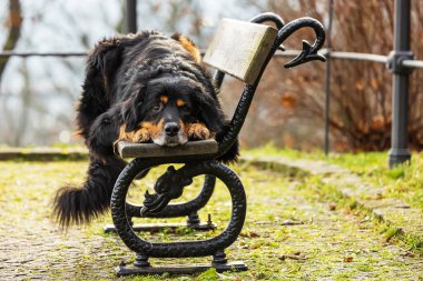 male black and gold Hovie dog hovawart in the park on a bench