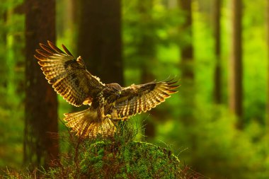 female common buzzard (Buteo buteo) in a coniferous forest