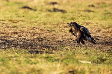female common buzzard (Buteo buteo) striding across the grass