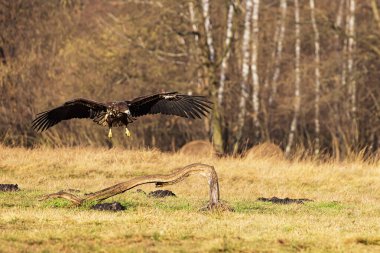 female White-tailed eagle (Haliaeetus albicilla) lands on a branch in the meadow