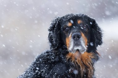 male black and gold Hovie dog hovawart Portrait in falling snow