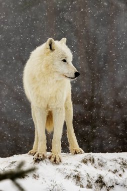 male Arctic wolf (Canis lupus arctos) portrait in snowfall