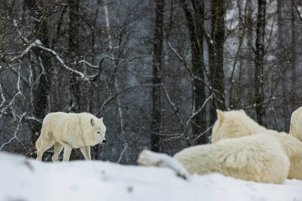 male Arctic wolf (Canis lupus arctos) pack meets during snowfall