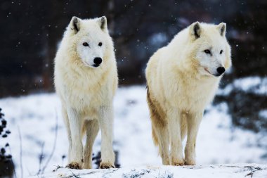 male Arctic wolf (Canis lupus arctos) two of the pack in the snow