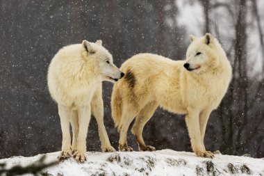 male Arctic wolf (Canis lupus arctos) pack in winter landscape