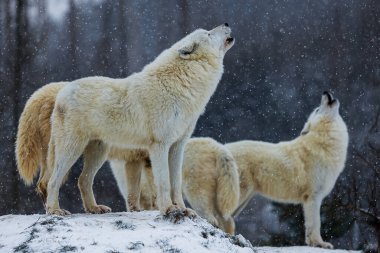 male Arctic wolf (Canis lupus arctos) howling pack in winter landscape with falling snow