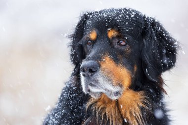 male black and gold Hovie dog hovawart snowy close-up portrait