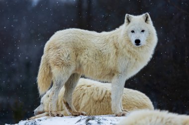 male Arctic wolf (Canis lupus arctos) pack in the snow