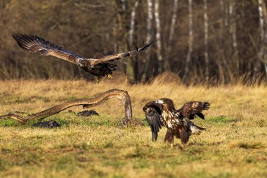 female White-tailed eagle (Haliaeetus albicilla) flying around the other