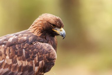 female golden eagle (Aquila chrysaetos) portrait with beautiful bokeh