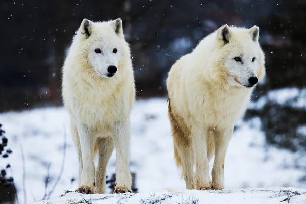 male Arctic wolf (Canis lupus arctos) two of the pack in the snow