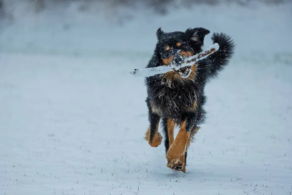 male black and gold Hovie dog hovawart cheerfully running through the snow
