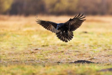 male common raven (Corvus corax) sits down on the ground