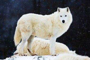 male Arctic wolf (Canis lupus arctos)