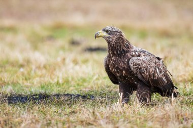 female White-tailed eagle (Haliaeetus albicilla) alone in the meadow