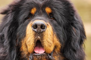 male Tibetan Mastiff portrait very close up, eye view