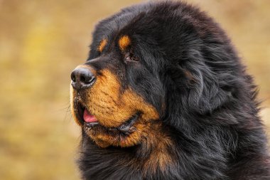 male Tibetan Mastiff close up portrait from the side