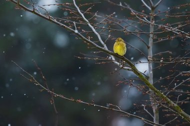 The yellowhammer (Emberiza citrinella) on a tree during snowfall