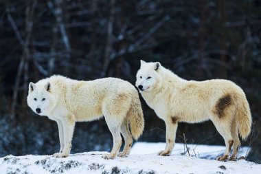 male Arctic wolf (Canis lupus arctos) small pack