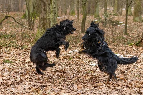 Αρσενικό Μαύρο Και Χρυσό Hovie Σκυλί Hovawart Ζευγάρια Συνοφρυώνεται Μαζί — Φωτογραφία Αρχείου